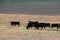 Black Angus Cattle grazing in a meadow