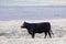 Black Angus Cattle grazing in a meadow