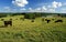 Black angus cattle in pasture