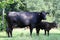 Black Angus cow and calf