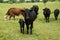 Black angus cow and calf pair on green pasture