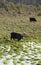 Black angus cow drinking water from wet swampy field in spring