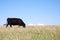 Black Angus Cow Eating Grass