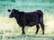 Black angus cow on a grassy field