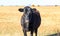 Black Angus cow with mouth full of grass looking at camera - in golden field with black and red cows