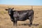 Black Angus cow standing from the side looking at the camera.