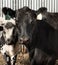 A black angus cow waits in the cattleyard to be transported