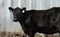 Black angus cow waits in stockyard for sale