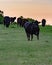 Black Angus cows in pasture at sunset - vertical