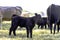Black Angus crossbred calf in herd