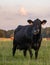 Black Angus crossbred cow portrait at dusk