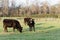 Black Angus crossbred cows in spring pasture