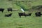 Black Angus Grazing in Illinois 2019