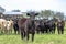 Black Angus heifer with herd