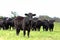 Black Angus herd with heifer in front in focus