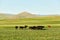 Black Angus and Hereford cattle on the range.