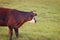 Black Angus Steer