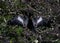 Black Anhinga drying in the sun