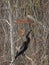 black anhinga (snake bird) in a marsh