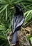 Black Anhinga standing on a tree trunk