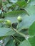 Black ant on bud of guava tree with green leaves