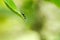 Black Ant On Green Leaf