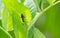 Black ant on a green leafe