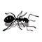 Black ant icon vector image