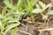 Black ant killing termites,  Componotus compressus, Satara