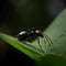 Black ant are looking for food on green branches