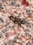 Black ant Mimic spider
