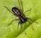 Black ant Mimic spider