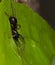 Black ant Mimic spider