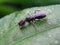 Black ant with a pair of claws 180 degrees open. Natural photo of insect macro.