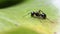 The black ant stands on a green leaf of a water lily on the water surface