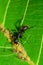 Black ant tending Panaphis juglandis aphids on walnut leaf