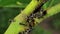 Black ant try to chase aphids on branch.