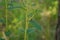 black ant and two bugs on green stem of plant with foliage, insects life close up shot