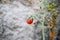 Black ant and whtie aphid on red tomato