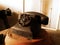 Black antique vintage analog telephone