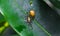 Black ants bite to eat the carcass of the snail. The small black ants are helping to bring food to the nest. Black garden ant.