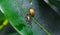 Black ants bite to eat the carcass of the snail. The small black ants are helping to bring food to the nest. Black garden ant.