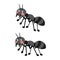 Black ants cartoon character.