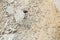 Black ants in desert near an anthill . Sugar ants gather around the hole of their nest . closeup soil around the ant`s nest on th