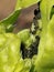 Black Aphid