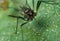 Black aphid