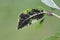 Black aphid on a cherry leaf.