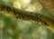 black aphid on the green bark of a tree branch