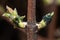 black aphid on the green buds of a Jasmine Bush