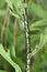 Black aphid infestation on a plant stem